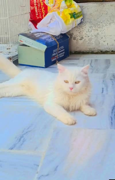 Persian cat orange eye