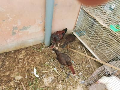 Aseel One male two female