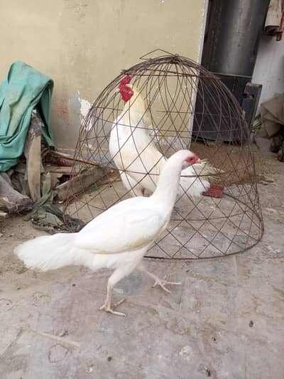 Fresh & Healthy Heera Aseel