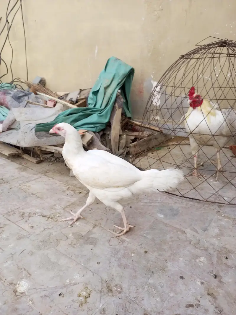 Fresh & Healthy Heera Aseel — photo 2