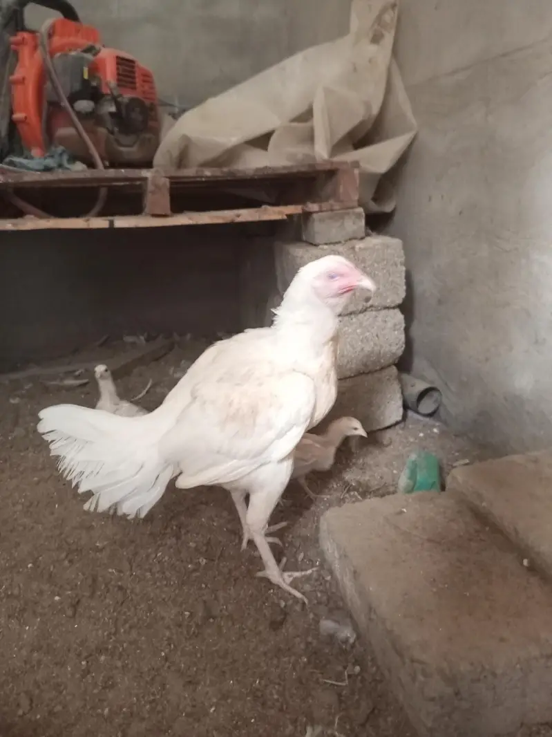 Fresh & Healthy Heera Aseel — photo 3