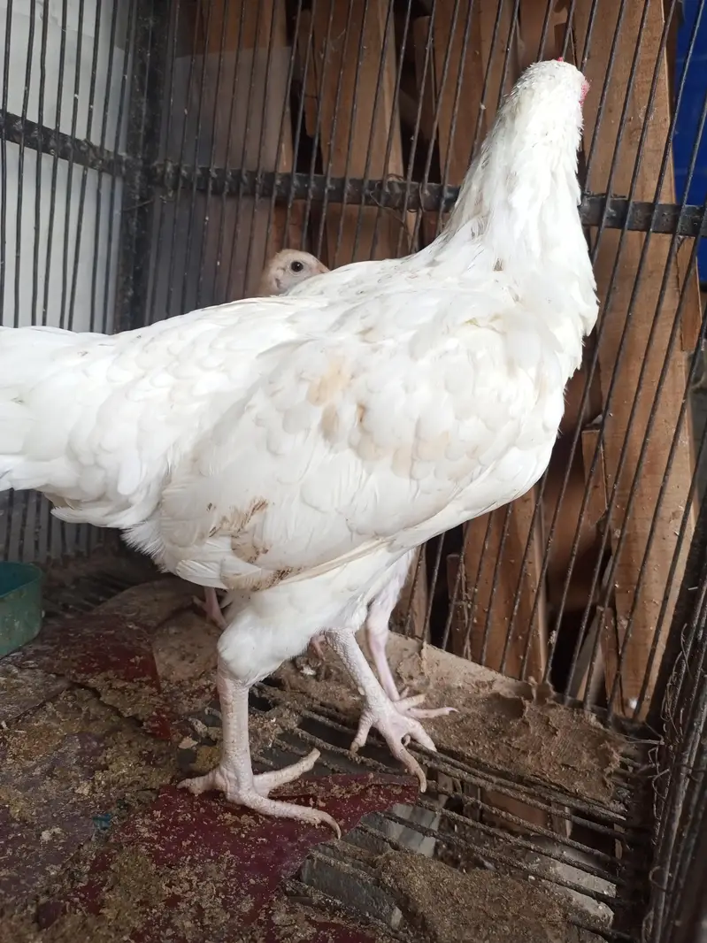 Fresh & Healthy Heera Aseel — photo 5