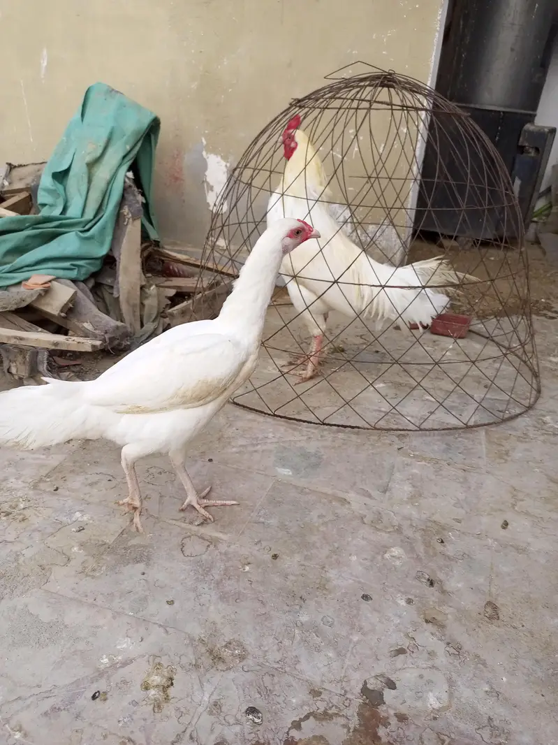 Fresh & Healthy Heera Aseel — photo 8