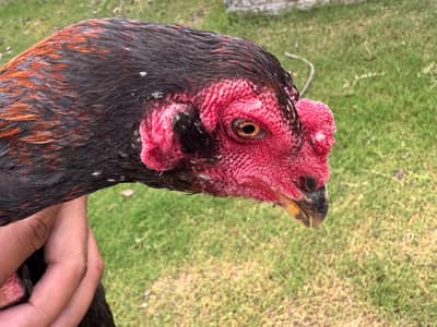 Aseel Thai hens