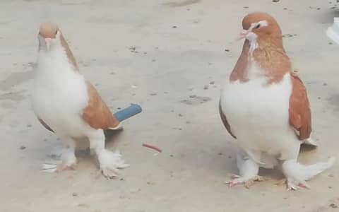 Lahori Sherazi German Blood Line jumbo size Breeder Male for sale