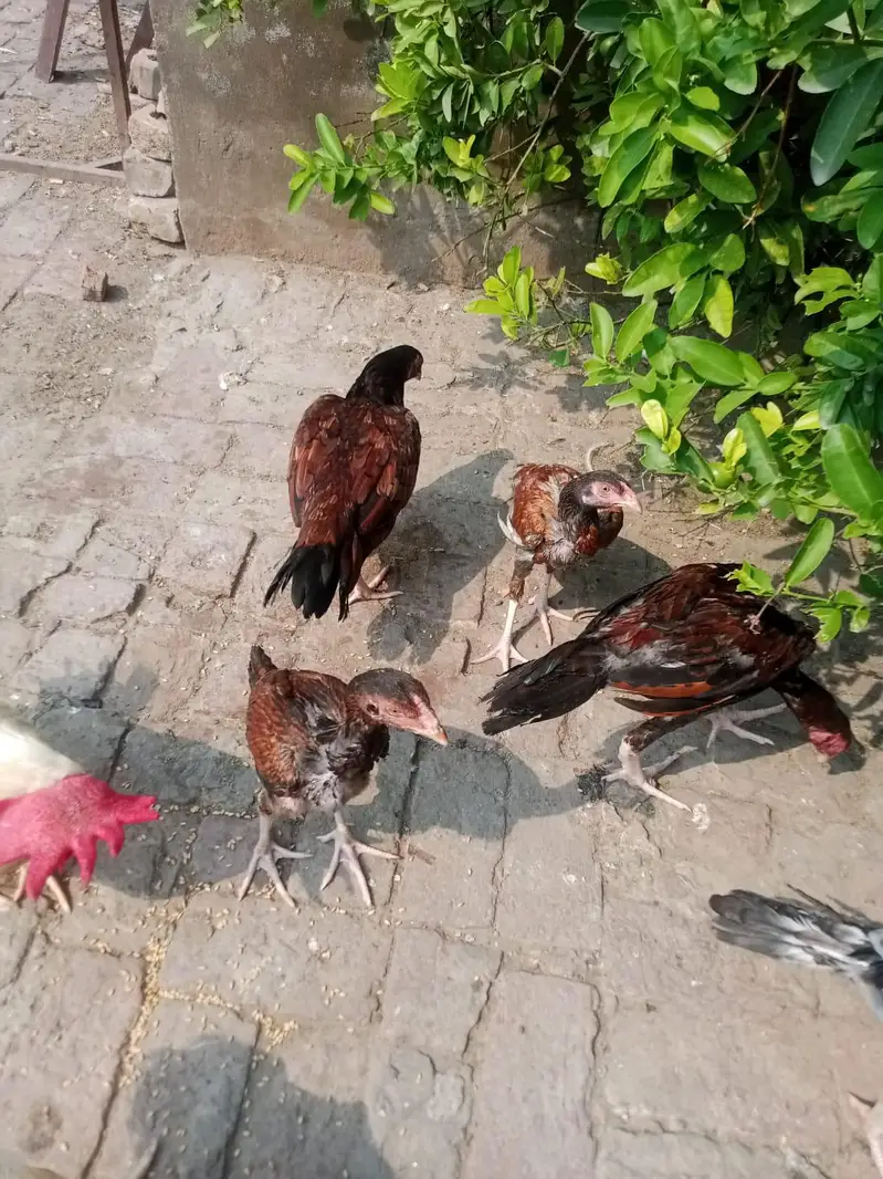 aseel morgy — photo 2