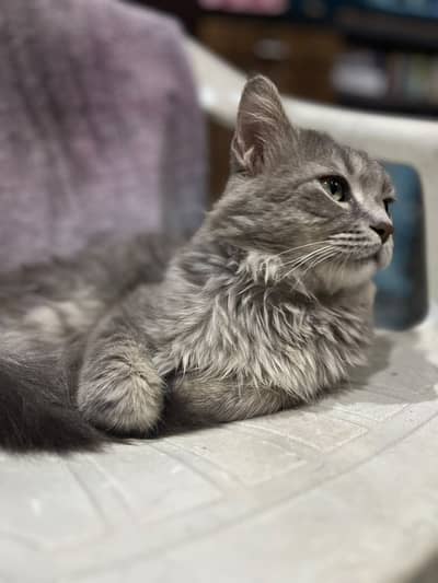 Male Cat