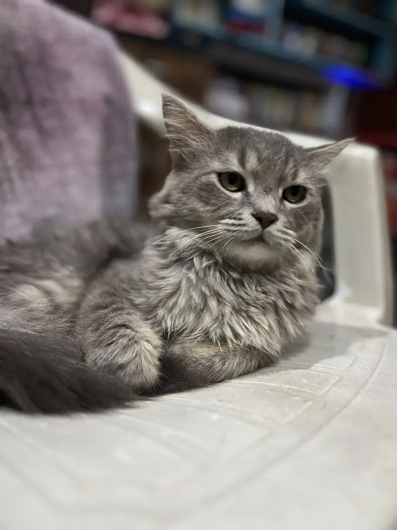 Male Cat — photo 3