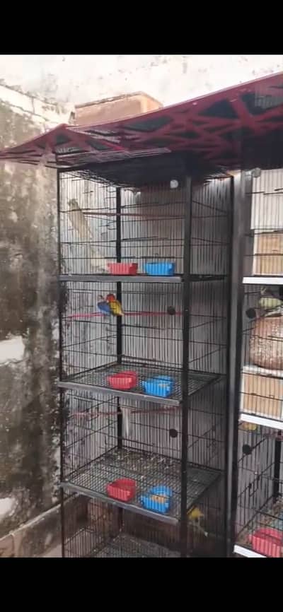 Cocktails, Budgies and Lutino
