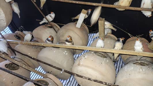 Exotic under size Finches