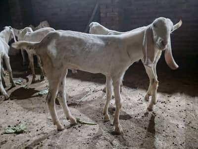 Rajanpuri bakra for sale
