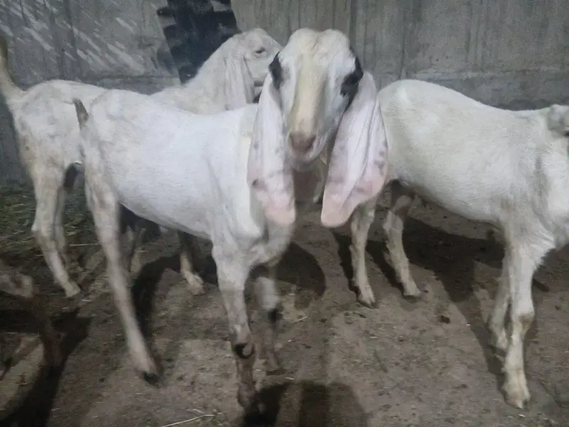 Rajanpuri bakra for sale — photo 2