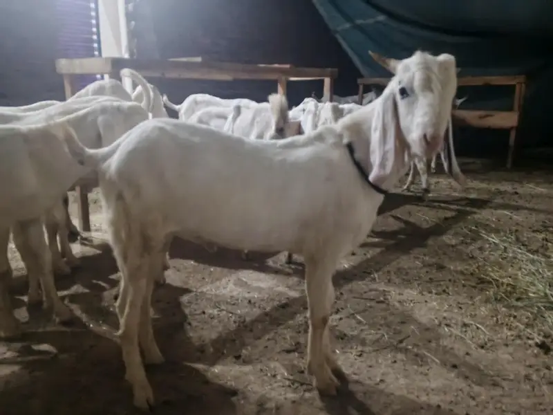 Rajanpuri bakra for sale — photo 3