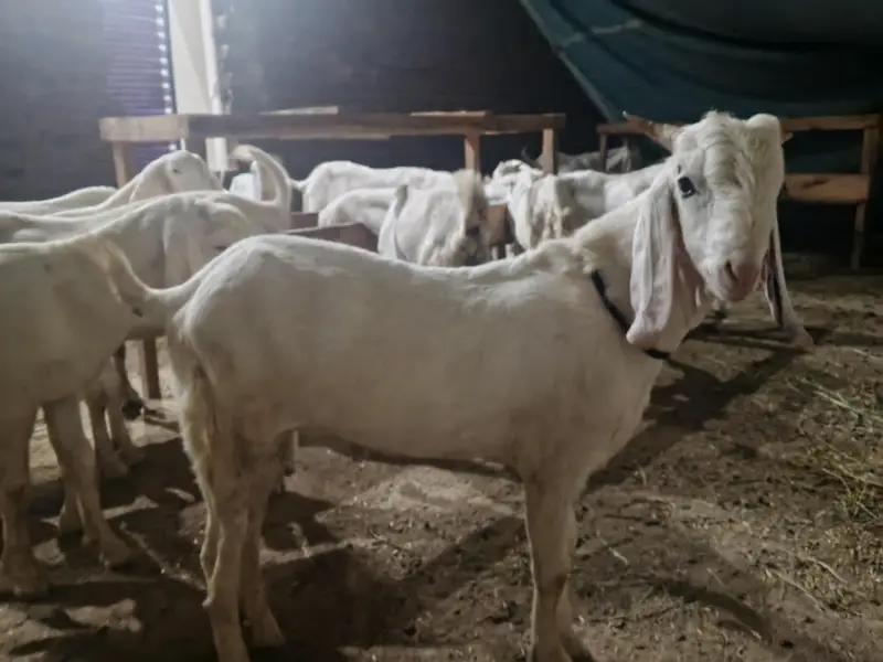 Rajanpuri bakra for sale — photo 4