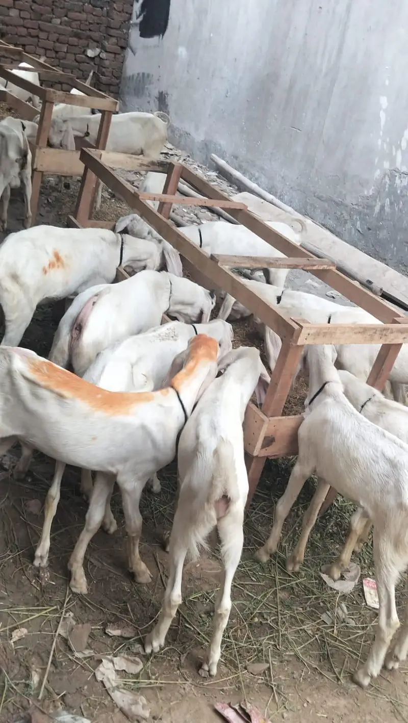 Rajanpuri bakra for sale — photo 5