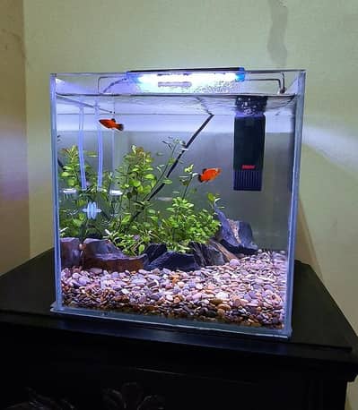 aquarium
