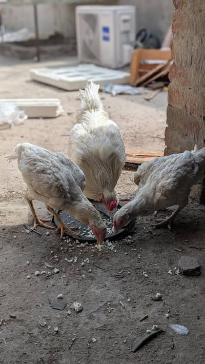 Title: White Heera Aseel Madi For Sale - Pure Breed - Faisalabad