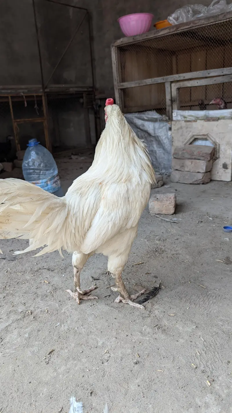 Title: White Heera Aseel Madi For Sale - Pure Breed - Faisalabad — photo 2