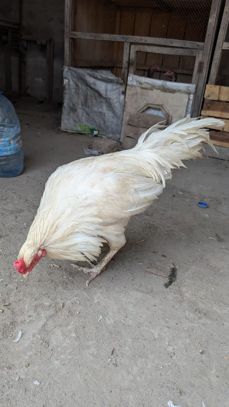 Title: White Heera Aseel Madi For Sale - Pure Breed - Faisalabad — photo 3