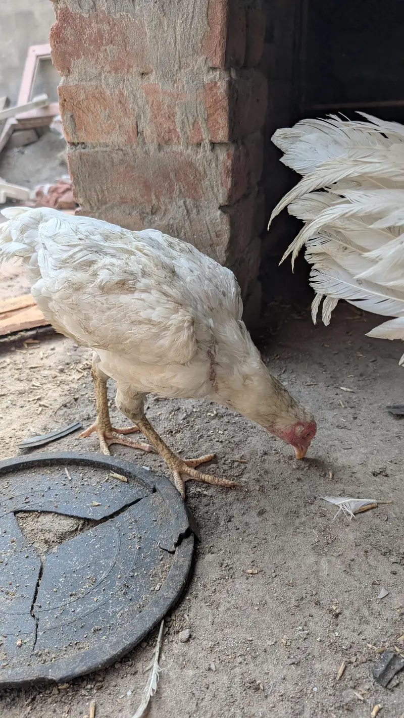Title: White Heera Aseel Madi For Sale - Pure Breed - Faisalabad — photo 4