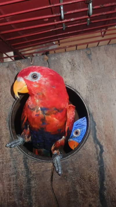 lorie breeder female