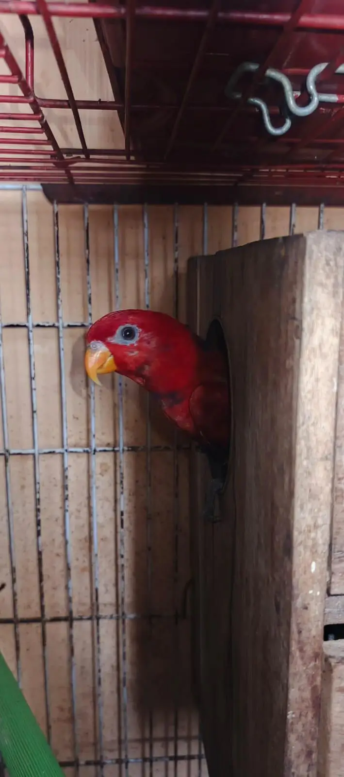 lorie breeder female — photo 3