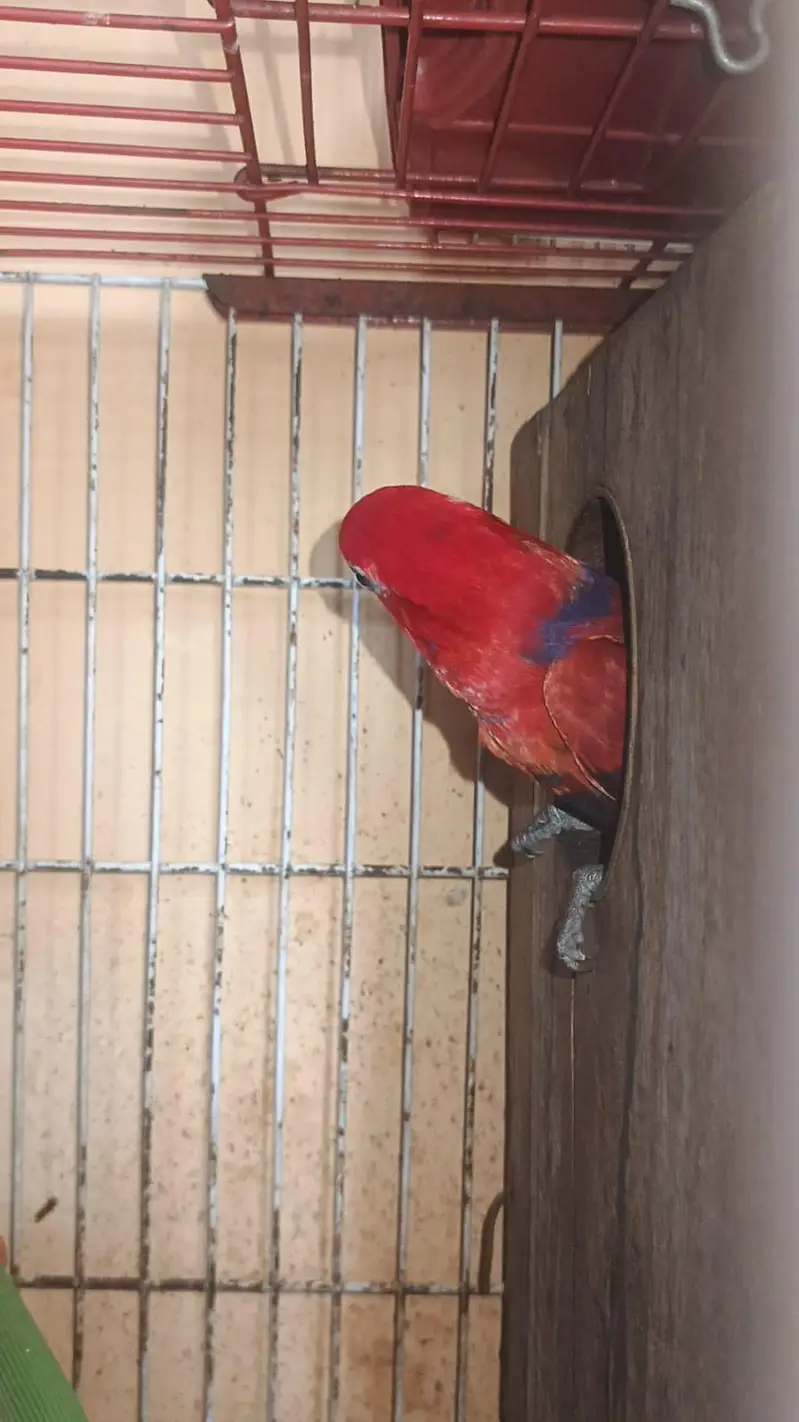 lorie breeder female — photo 4