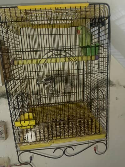 raw parrot for sale