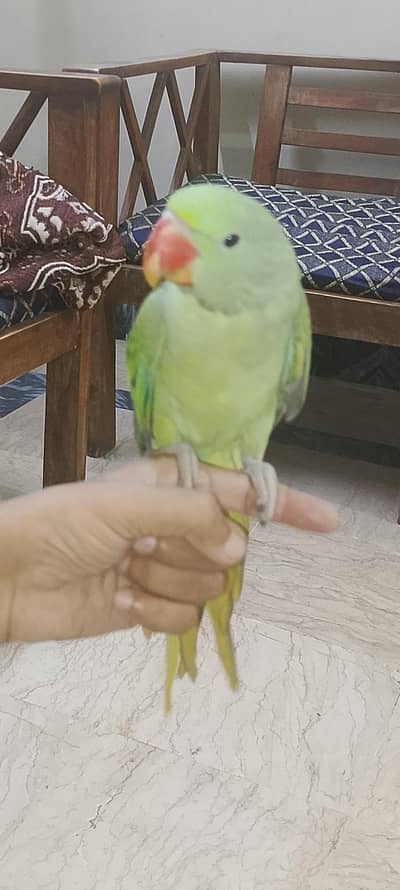 pahari raw