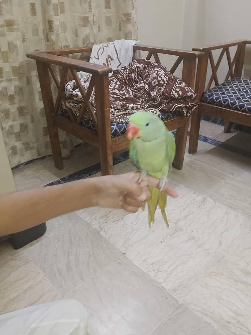 pahari raw 1