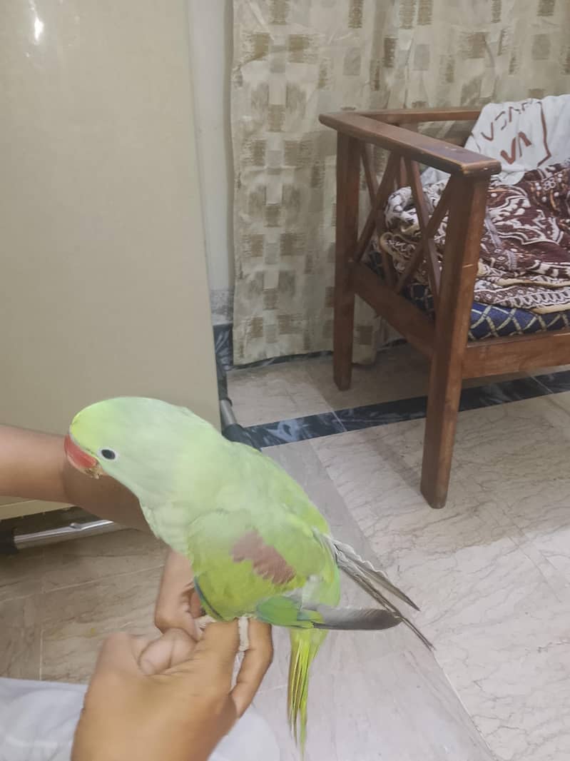 pahari raw 2