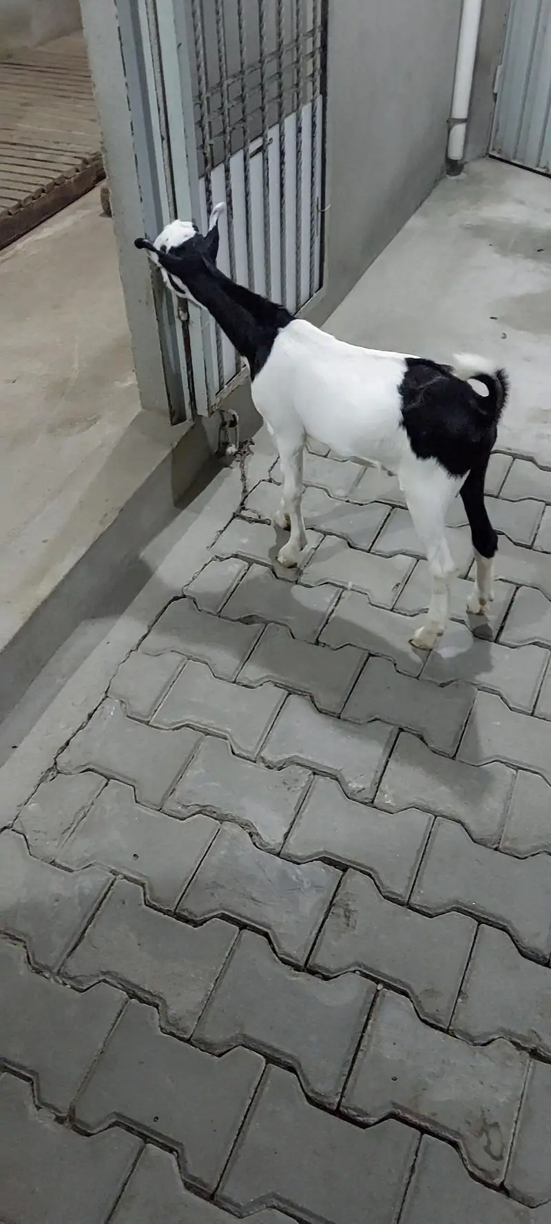 Gulabi ab Teda for sale — photo 2
