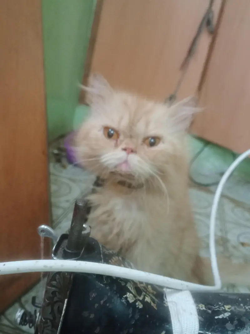 breeder female — photo 12