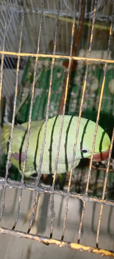 pari perrot