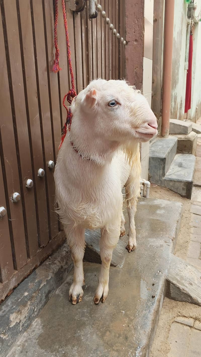 teddy bakra 1