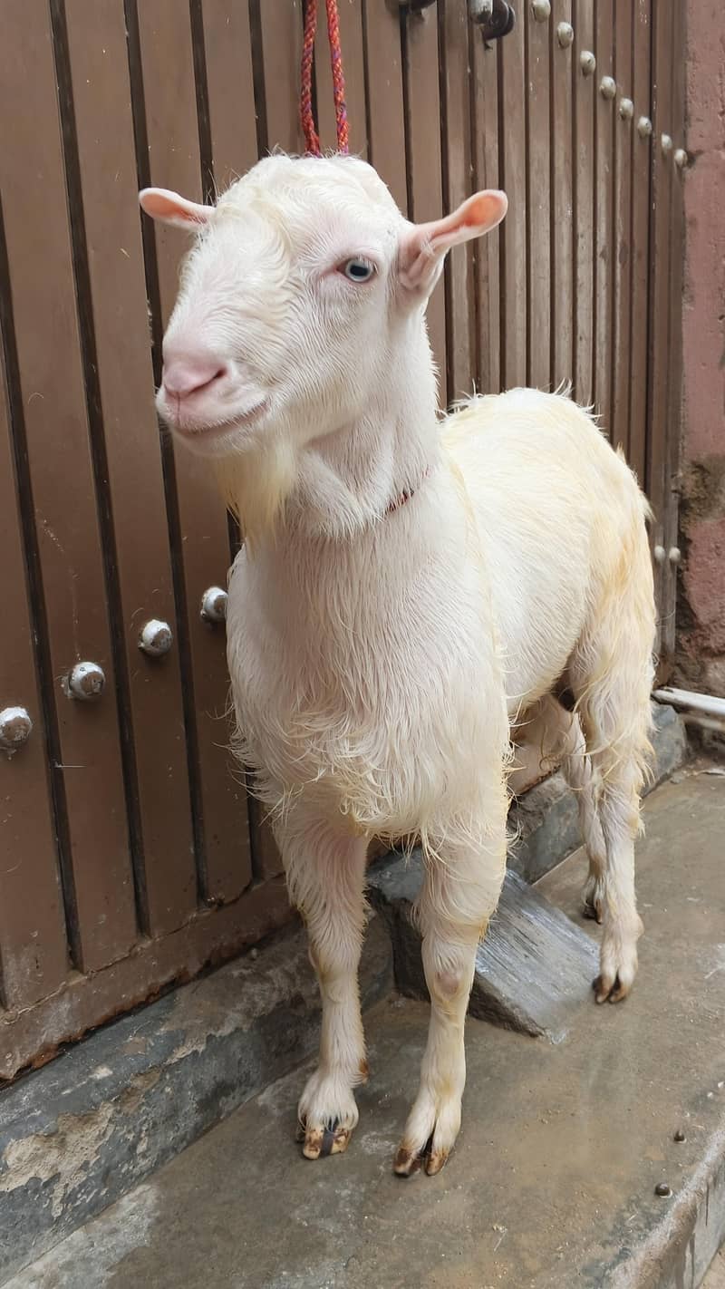 teddy bakra 2