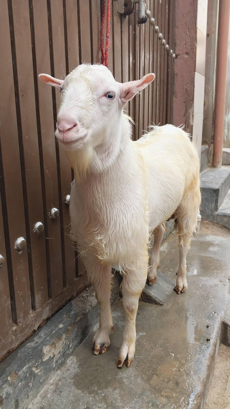 teddy bakra 3