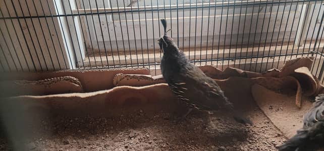 California Quail