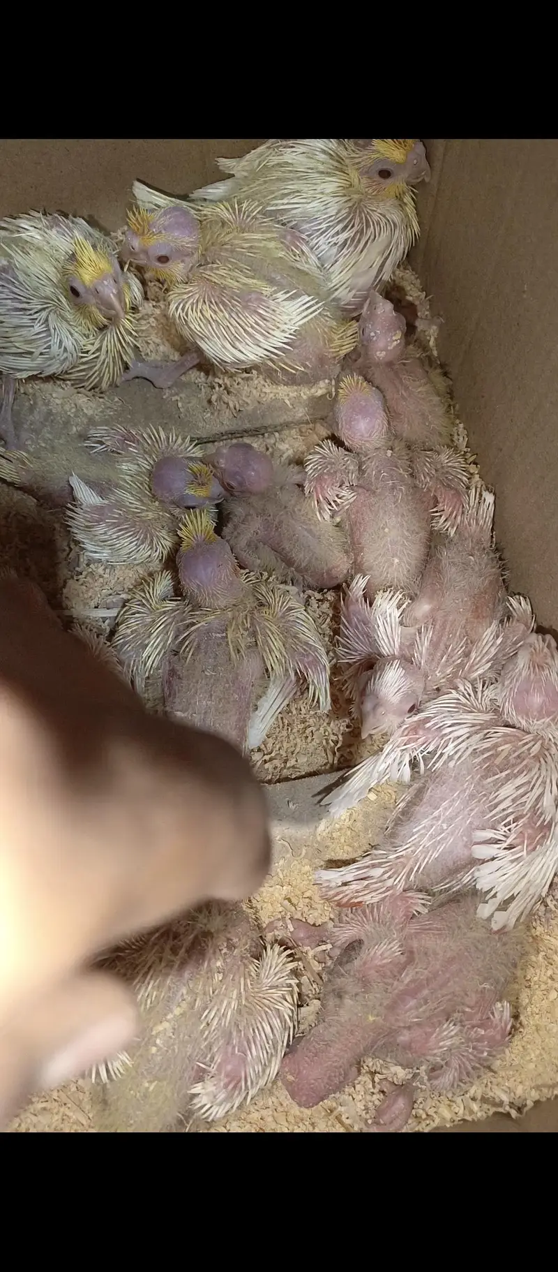 cream and eno red eyes cocktails chicks available — photo 4