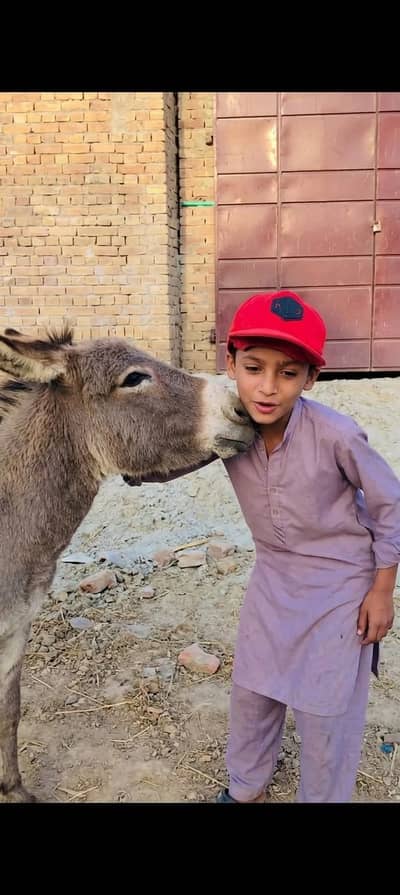 Donkey for sale