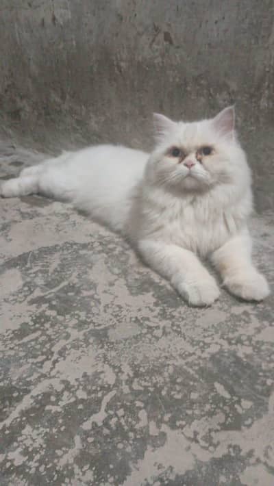 Breeder Punch Pinkish Nose Blue Eyes Cat Male For Sale 0305.4364606
