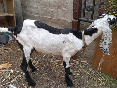 khassi Male Bakra