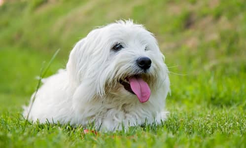 cotton breed female dog for sale healthy and active