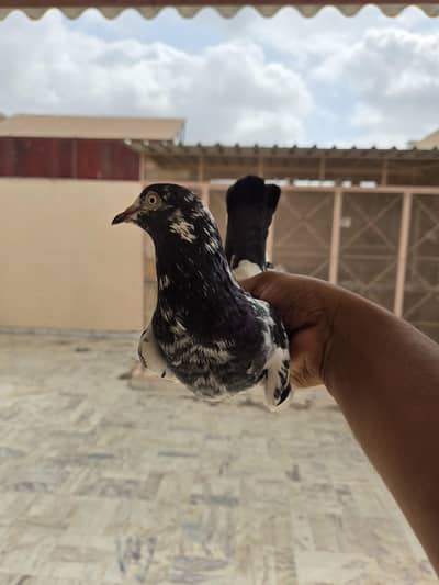 Teddy Female/Teddi/kabootar/Pigeon/Madi