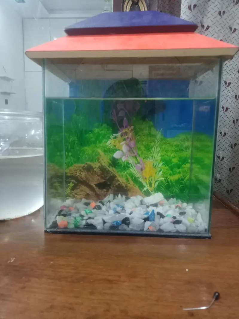 all fishes available — photo 9