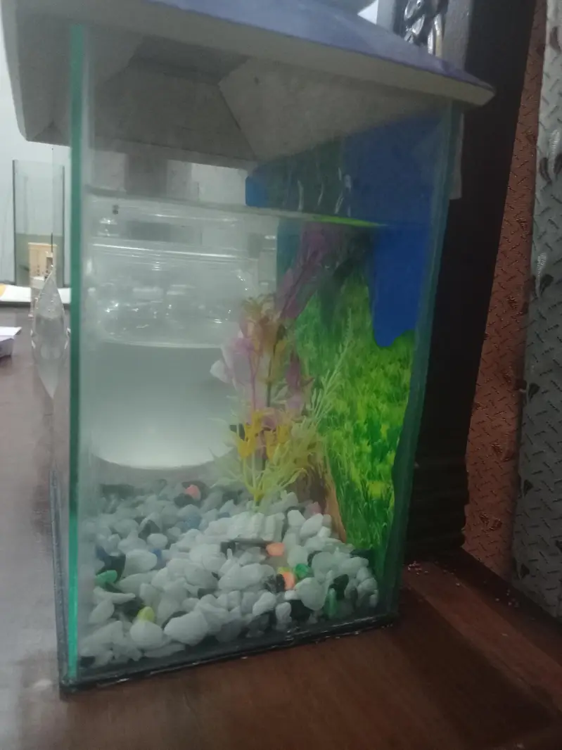 all fishes available — photo 10