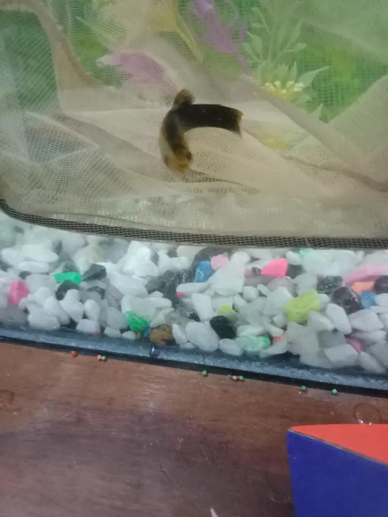 all fishes available — photo 11