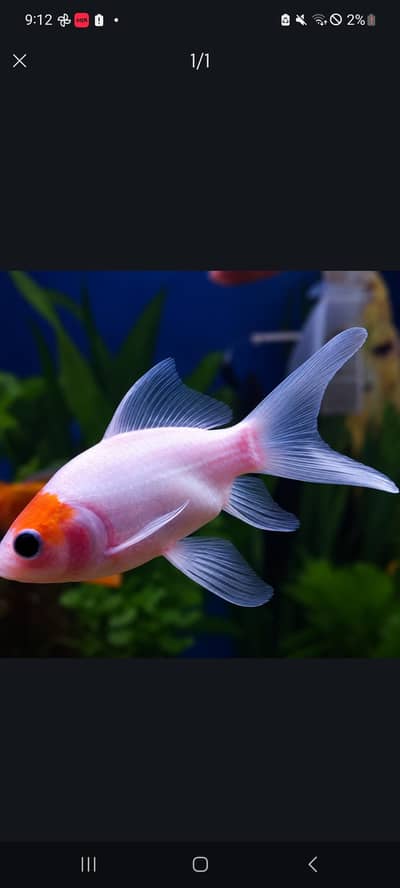 all fishes available
