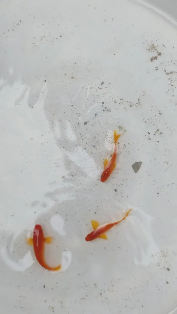 all fishes available — photo 4