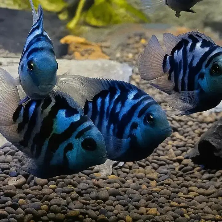 all fishes available — photo 2